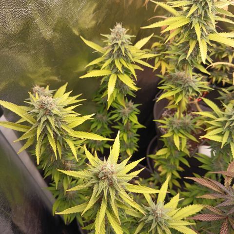 Fat Gorilla  growlog timeline photo