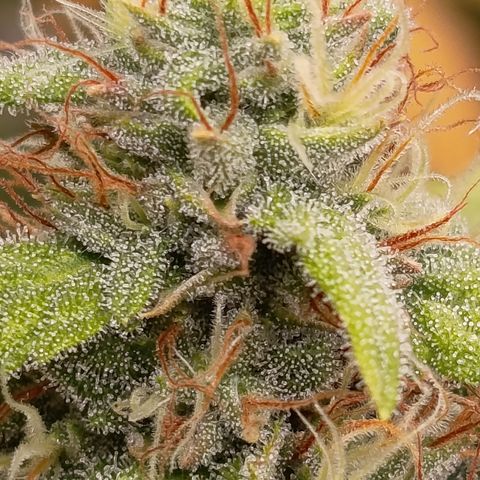 Fat Gorilla  growlog timeline photo