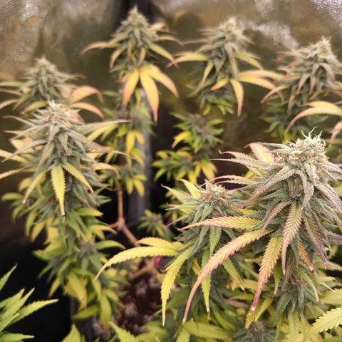 Pink Runtz  growlog timeline photo