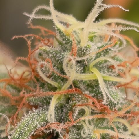 Pink Runtz  growlog timeline photo