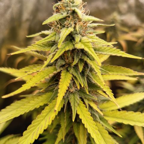 Fat Gorilla  growlog timeline photo