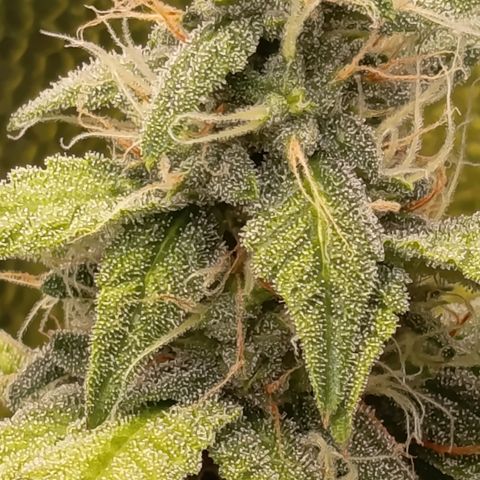 Sherbet Queen  growlog timeline photo