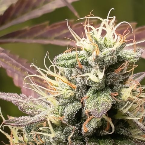 Green Gelato  growlog timeline photo