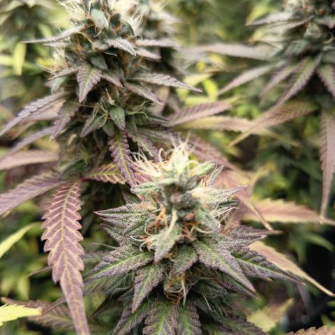 Green Gelato  growlog timeline photo