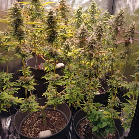 Fat Gorilla  growlog timeline photo