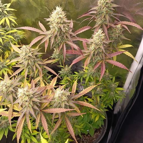 Green Gelato  growlog timeline photo