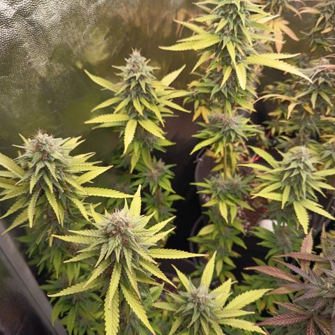 Fat Gorilla  growlog timeline photo