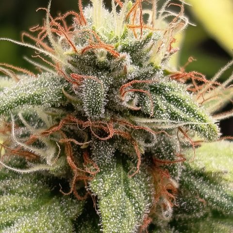 Fat Gorilla  growlog timeline photo