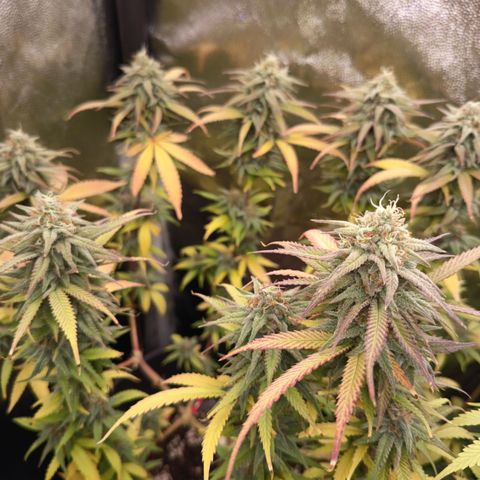 Pink Runtz  growlog timeline photo
