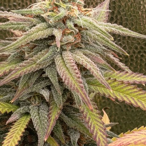 Pink Runtz  growlog timeline photo
