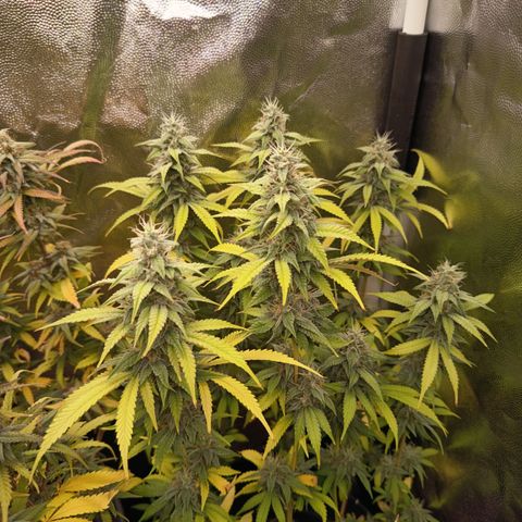 Sherbet Queen  growlog timeline photo