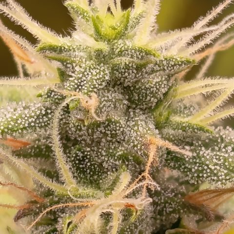 Sherbet Queen  growlog timeline photo