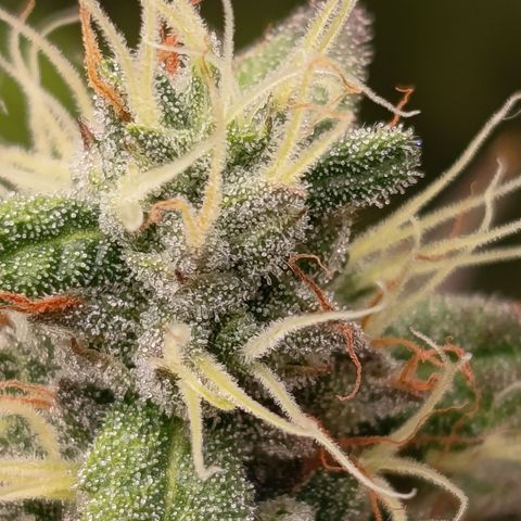 Green Gelato  growlog timeline photo