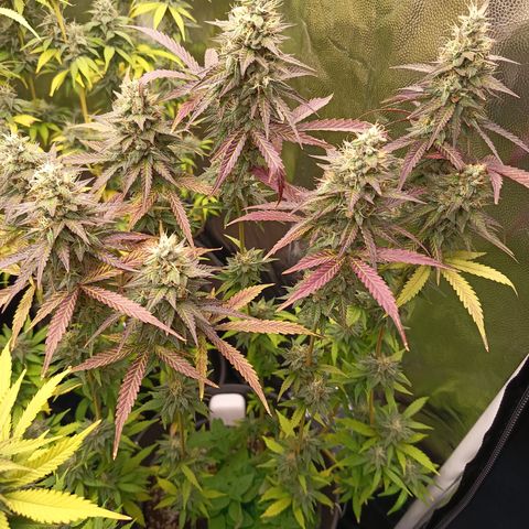 Green Gelato  growlog timeline photo