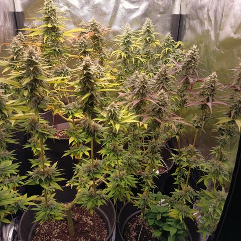Fat Gorilla  growlog timeline photo