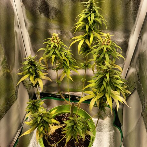 Royal Runtz  growlog timeline photo