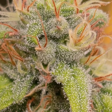 Fat Gorilla  growlog timeline photo