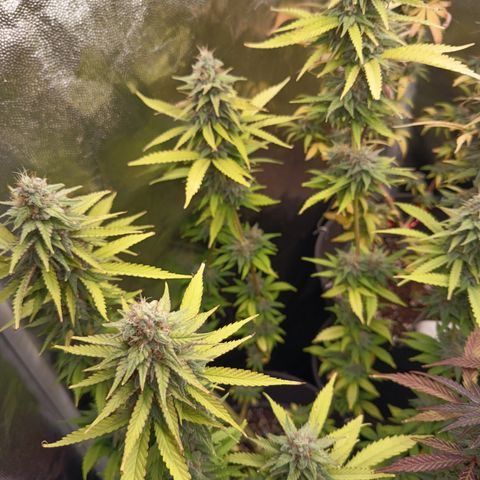 Fat Gorilla  growlog timeline photo