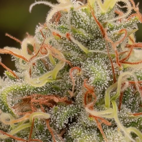Pink Runtz  growlog timeline photo