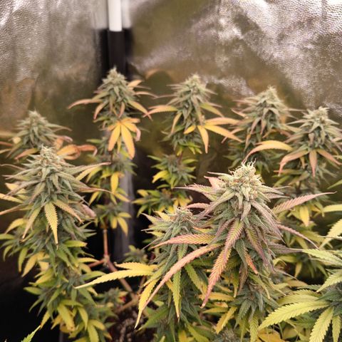 Pink Runtz  growlog timeline photo