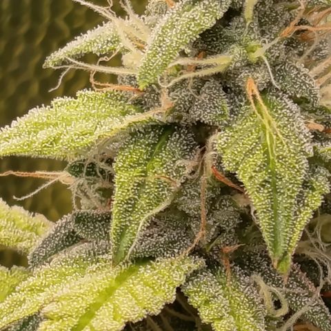 Sherbet Queen  growlog timeline photo