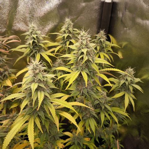 Sherbet Queen  growlog timeline photo