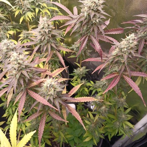 Green Gelato  growlog timeline photo