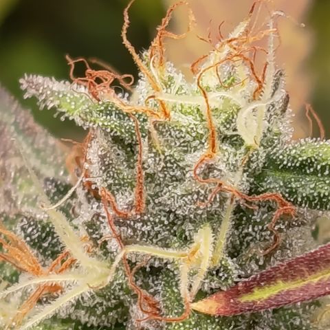 Green Gelato  growlog timeline photo