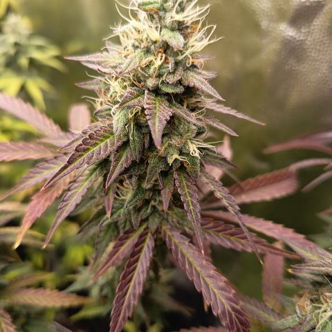 Green Gelato  growlog timeline photo