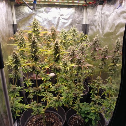 Fat Gorilla  growlog timeline photo
