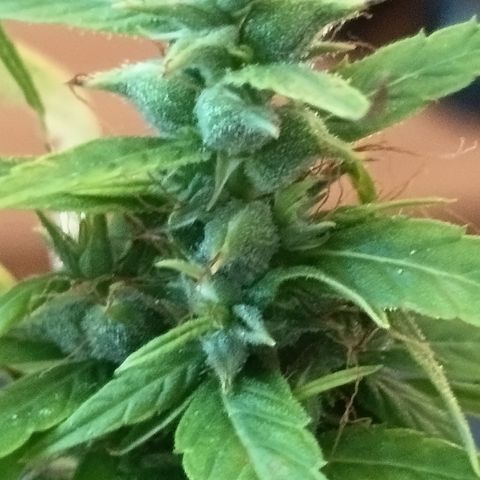 Royal Runtz  growlog timeline photo