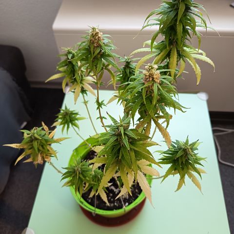 Royal Runtz  growlog timeline photo