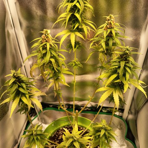 Royal Runtz  growlog timeline photo