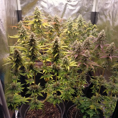 Fat Gorilla  growlog timeline photo