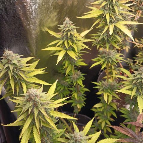 Fat Gorilla  growlog timeline photo