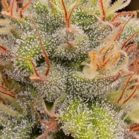 Fat Gorilla  growlog timeline photo