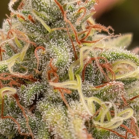 Pink Runtz  growlog timeline photo