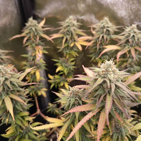 Pink Runtz  growlog timeline photo