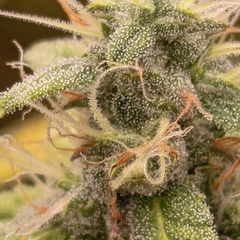 Sherbet Queen  growlog timeline photo
