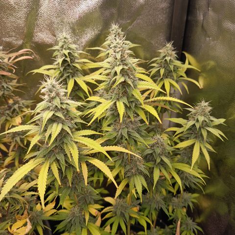 Sherbet Queen  growlog timeline photo