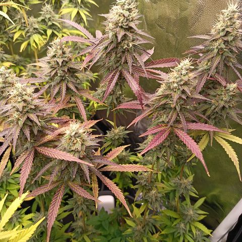 Green Gelato  growlog timeline photo