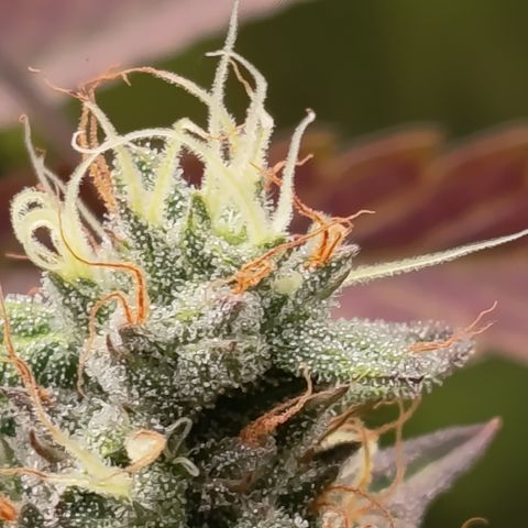 Green Gelato  growlog timeline photo