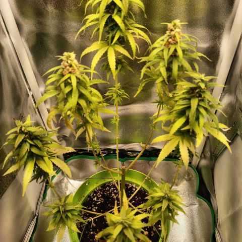 Royal Runtz  growlog timeline photo