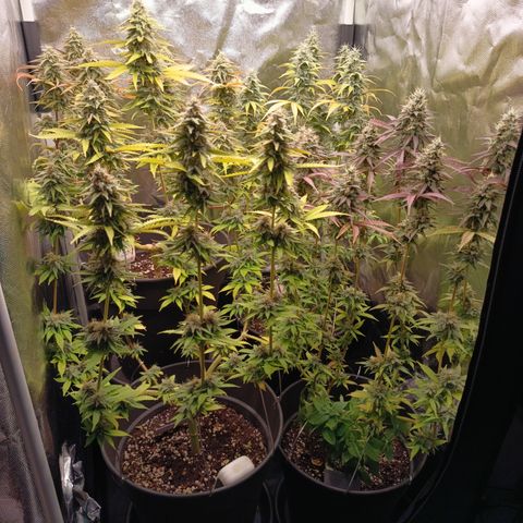 Fat Gorilla  growlog timeline photo