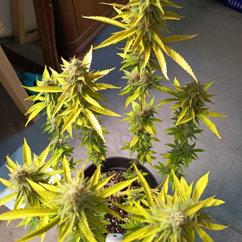 Fat Gorilla  growlog timeline photo