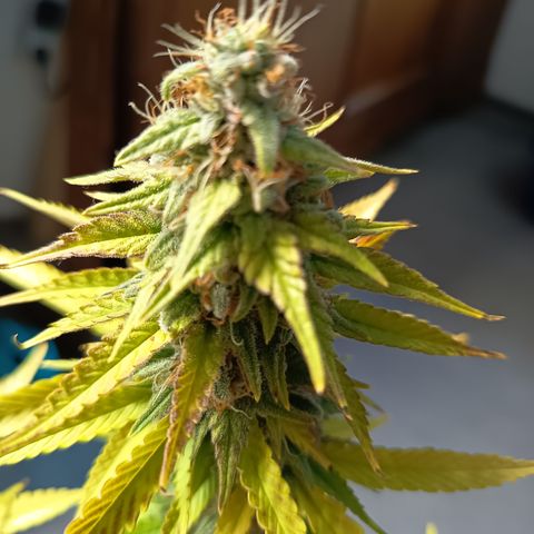Fat Gorilla  growlog timeline photo