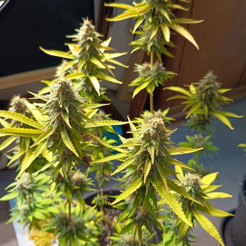 Fat Gorilla  growlog timeline photo