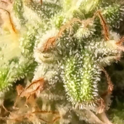 Fat Gorilla  growlog timeline photo