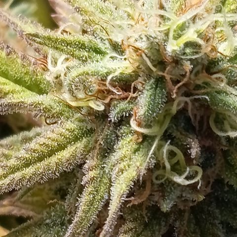 Pink Runtz  growlog timeline photo