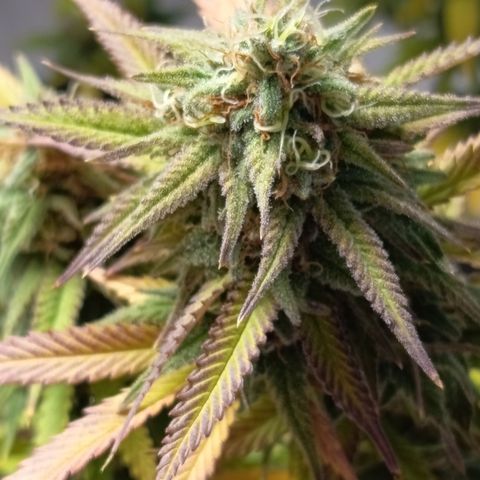 Pink Runtz  growlog timeline photo